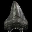 Fossil Megalodon Tooth - Georgia #65752-1
